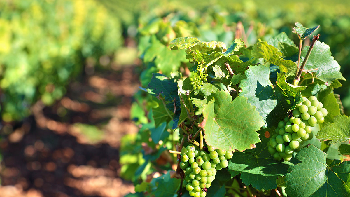 Subvenciones para inversiones en gestión de residuos en el sector turístico enogastronómico de Navarra